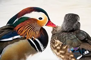 Animal Wing Prints: Male mandarin duck, escaped from a farm, mating with a wild female wood duck