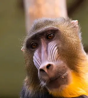 Mandrillus Sphinx Prints: Male mandrill (Mandrillus sphinx) portrait