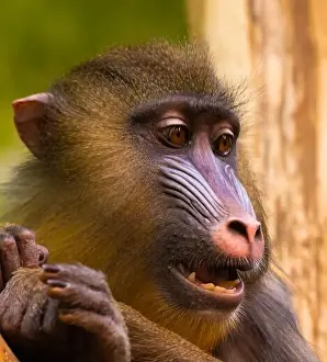 Mandrillus Sphinx Prints: Male mandrill (Mandrillus sphinx) portrait