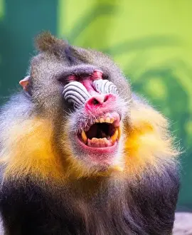 Mandrillus Sphinx Prints: Male mandrill (Mandrillus sphinx) portrait