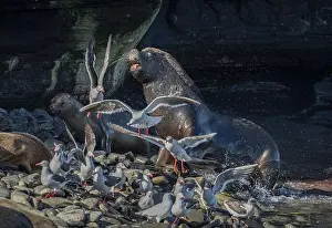 Old Animal Prints: Male maned seal (Otaria flavescens) fetching a female back into his harem