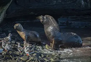 Pinniped Prints: Male maned seal (Otaria flavescens) fetching a female back into his harem