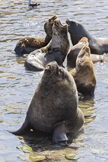 Pinniped Prints: Male maned seal (Otaria flavescens) with harem on a beach