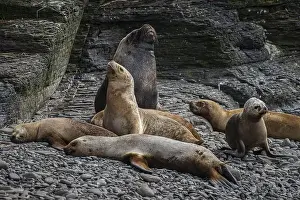 Falklands Prints: Male maned seal (Otaria flavescens) with harem on a beach