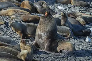 Predatory Animals Prints: Male maned seal (Otaria flavescens) with harem on a beach