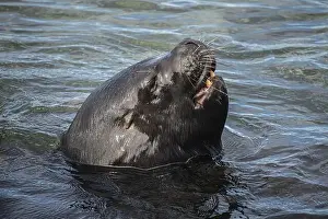 Water Body Prints: Male maned seal (Otaria flavescens) in shallow water