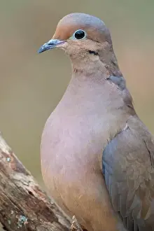 Carolina Prints: A male morning dove perched in a North Carolina winter