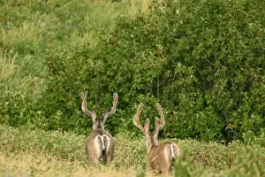 Mule Deer Prints: Two male mule deers walking to the nearby forest near the town of Fort Macleod