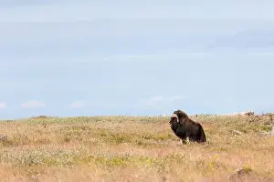 Musk Prints: Male muskox. Republic of Sakha, Yakutia, Russia