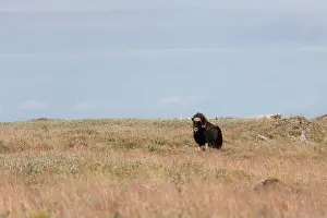 Musk Prints: Male muskox in tundra. Republic of Sakha, Yakutia, Russia