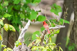 Puddle Prints: Male Northern Cardinal (Cardinalis cardinalis) perching on a tree branch with its prey