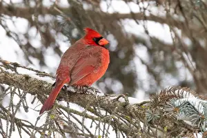 Red Cardinal Prints: Male northern cardinal (Cardinalis cardinalis) in winter