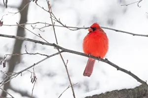 Juniper Prints: Male northern cardinal (Cardinalis cardinalis) in winter