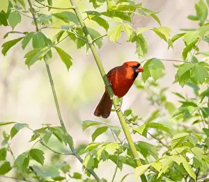 Red Bird Prints: Male Northern Cardinal in a green leafy shrub in Ontario Canada