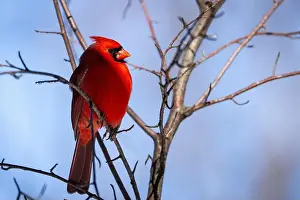Song Bird Prints: Male Northern Cardinal perched high in a tree