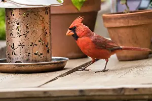Beauty Of Nature Prints: Male northern cardinall feeding at a backyard bird feeder