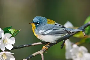 Warbler Prints: Male Northern Parula warbler perched on a blooming apple branch