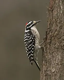Douglas Herr Prints: male Nuttall's Woodpecker (Dryobates nuttallii) Sacramento County California USA