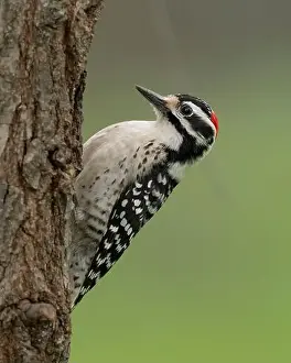 Douglas Herr Prints: male Nuttall's Woodpecker (Dryobates nuttallii) Sacramento County California USA