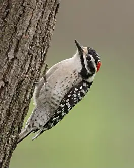 Douglas Herr Prints: male Nuttall's Woodpecker (Dryobates nuttallii) Sacramento County California USA