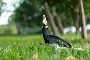 Differential Focus Prints: A male oriental pied hornbill forages on the ground in a coastal park, Singapore