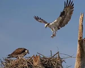 Turning Prints: A male osprey bringing a black crappie to the nest