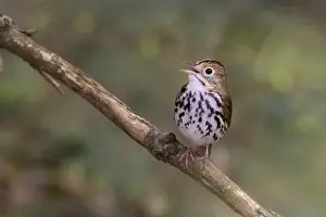 Warbler Prints: Male ovenbird (Seiurus aurocapilla) singing