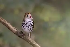 Warbler Prints: Male ovenbird (Seiurus aurocapilla) singing