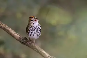 Warbler Prints: Male ovenbird (Seiurus aurocapilla) singing