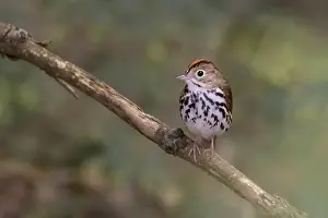 Warbler Prints: Male ovenbird (Seiurus aurocapilla) singing