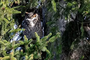 Great Horned Owl Prints: A male owl standing guard over a nest in Southwestern Ontario, Canada