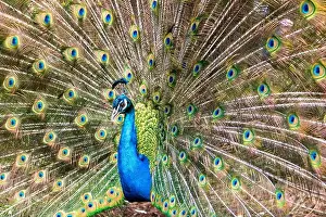 Courtship Prints: A male peacock and its bright plumage during the spring in Victoria