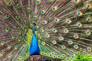Courtship Prints: A male peacock and its bright plumage during the spring in Victoria