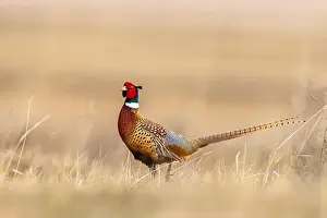 Pheasant Prints: Male pheasant at Bowdoin National Wildlife Refuge near Malta