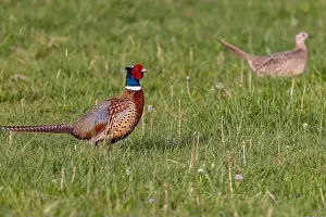 Pheasant Prints: Male pheasant with female hen at Ninepipe National Wildlife Refuge near Ronan