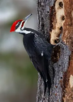 Dryocopus Pileatus Prints: Male Pileated Woodpecker (Dryocopus pileatus) looking for insects by drilling holes in a dead pine tree - Ontario