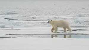 Hyper Carnivorous Bear Prints: Male polar bear (Ursus maritimus) on ice