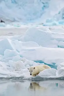 Hyper Carnivorous Bear Prints: Male polar bear (Ursus maritimus) on ice