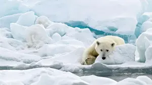Hyper Carnivorous Bear Prints: Male polar bear (Ursus maritimus) on ice