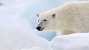 Hyper Carnivorous Bear Prints: Male polar bear (Ursus maritimus) on ice