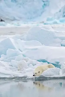Male polar bear (Ursus maritimus) on ice