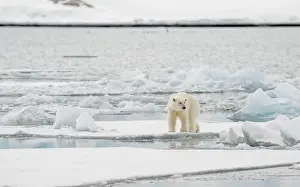 Arctic Bear Prints: Male polar bear (Ursus maritimus) on ice