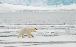 Arctic Bear Prints: Male polar bear (Ursus maritimus) on ice