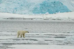 Male polar bear (Ursus maritimus) on ice