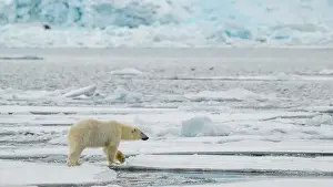 Arctic Bear Prints: Male polar bear (Ursus maritimus) on ice