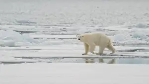 Arctic Bear Prints: Male polar bear (Ursus maritimus) on ice