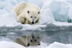 Ice Rink Prints: Male polar bear (Ursus maritimus) on ice