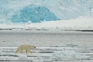Ice Rink Prints: Male polar bear (Ursus maritimus) on ice