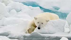 Ice Rink Prints: Male polar bear (Ursus maritimus) on ice