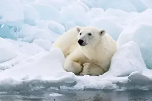 Killing Prints: Male polar bear (Ursus maritimus) on ice